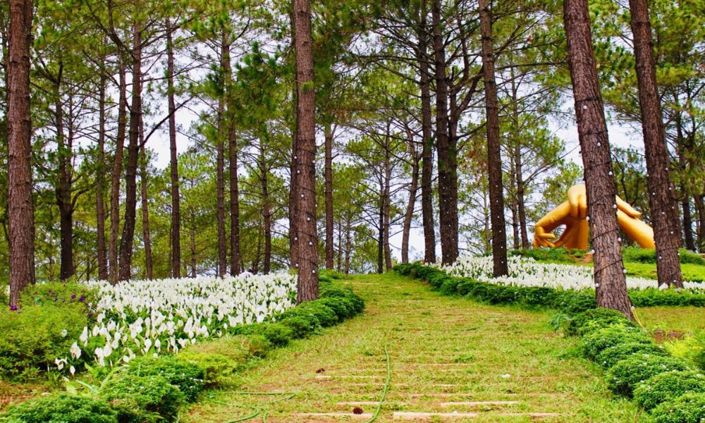 moc chau white mustard flower season